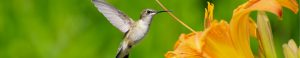 Hummingbird | Bookit Bookkeeping